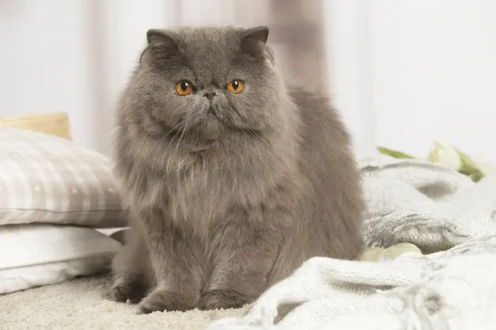 Framed Print : 13131944. Blue Persian cat indoors Date Framed Print : 13131944. Blue Persian cat indoors Date