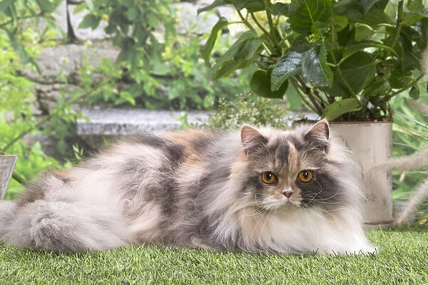 13131974. British longhair cat outdoors in the garden Date
