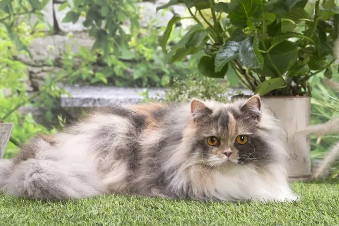 Framed Print : 13131974. British longhair cat outdoors in the garden Date Framed Print : 13131974. British longhair cat outdoors in the garden Date