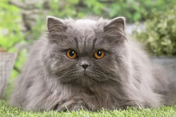 Framed Print : 13131975. British longhair cat outdoors in the garden Date Framed Print : 13131975. British longhair cat outdoors in the garden Date
