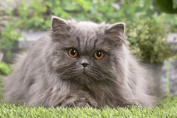 13131976. British longhair cat outdoors in the garden Date