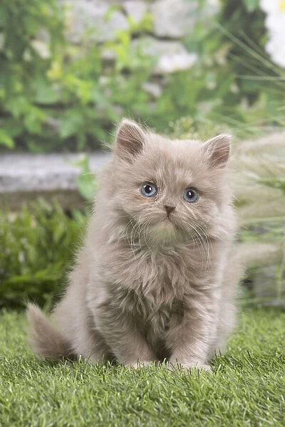 13131979. British longhair kitten outdoors in the garden Date