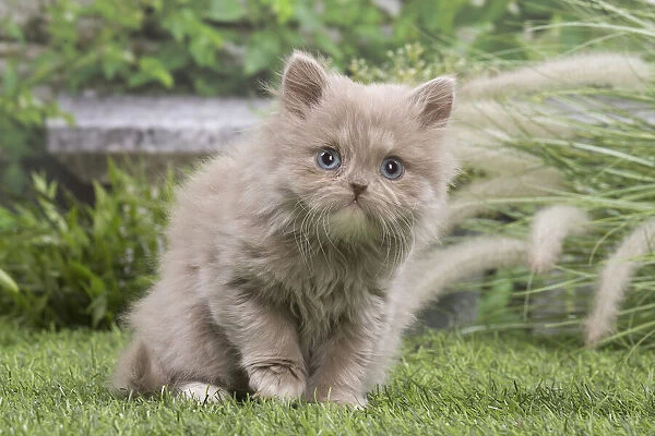 13131980. British longhair kitten outdoors in the garden Date