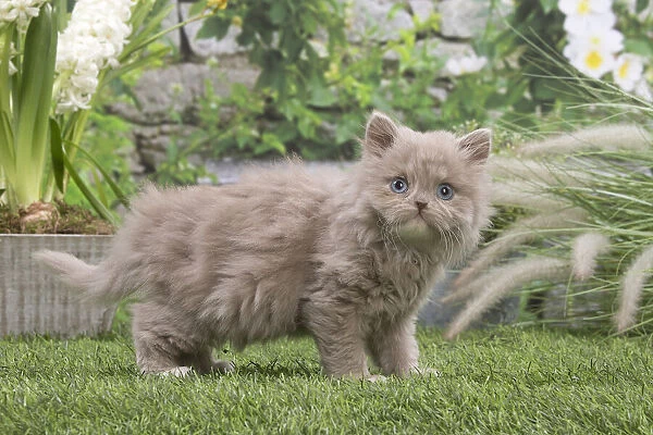13131981. British longhair kitten outdoors in the garden Date