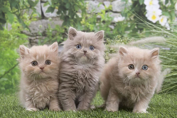 13131982. British longhair kittens outdoors in the garden Date