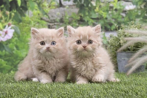 13131984. British longhair kittens outdoors in the garden Date