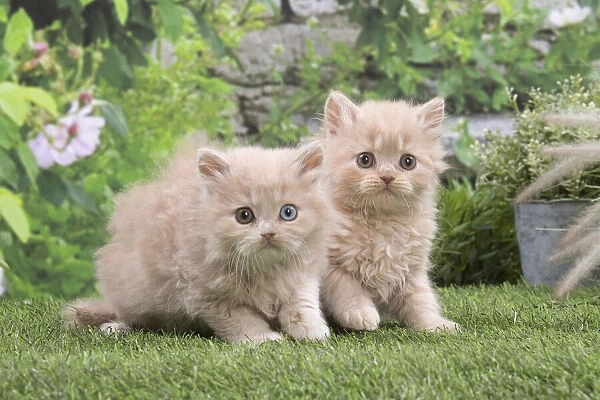 13131985. British longhair kittens outdoors in the garden Date