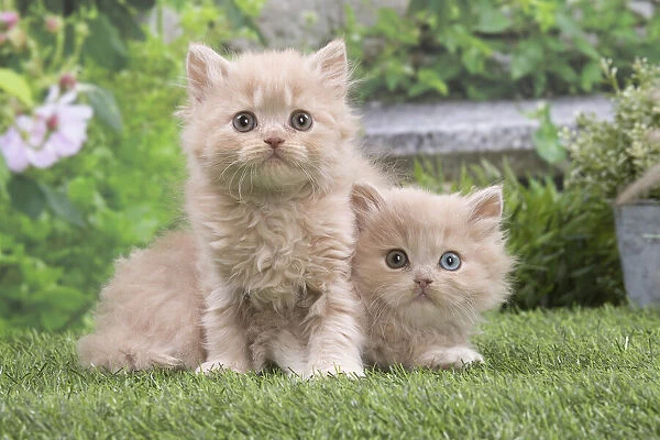 13131986. British longhair kittens outdoors in the garden Date