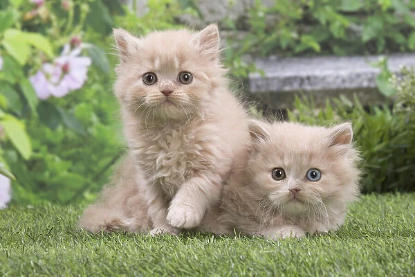 13131987. British longhair kittens outdoors in the garden Date