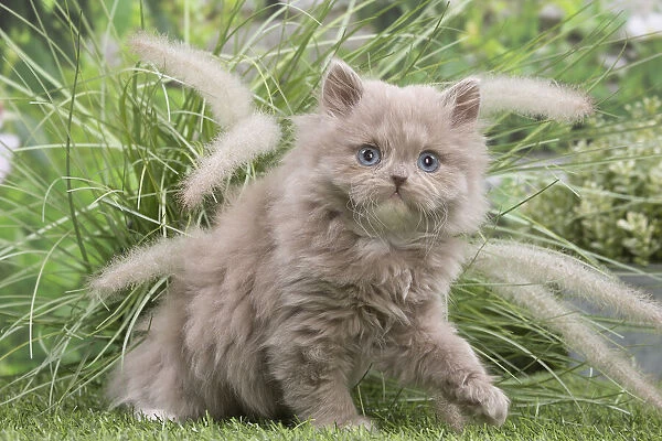 13131990. British longhair kitten outdoors in the garden Date