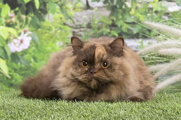 13131991. British longhair cat outdoors in the garden Date