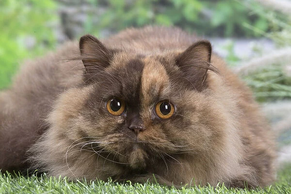 13131992. British longhair cat outdoors in the garden Date
