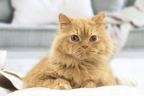 13131994. British longhair cat indoors Date