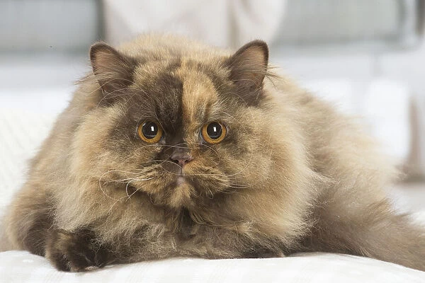 13132001. British longhair cat indoors Date