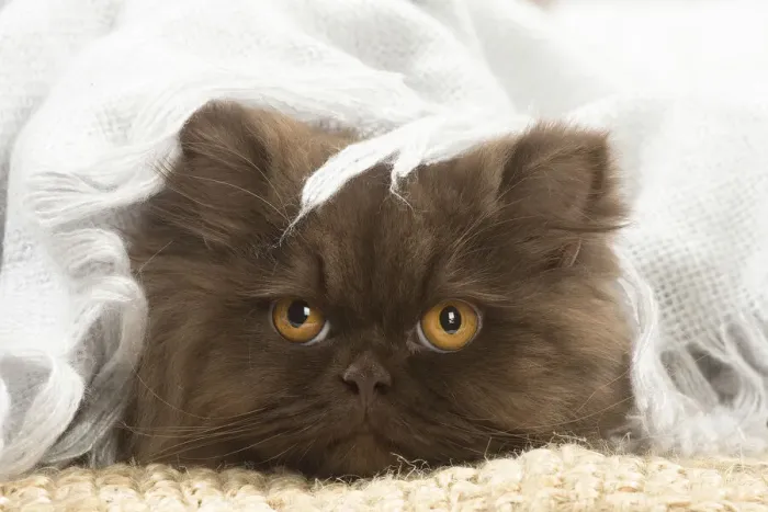 Framed Print : 13132011. British longhair cat indoors Date Framed Print : 13132011. British longhair cat indoors Date