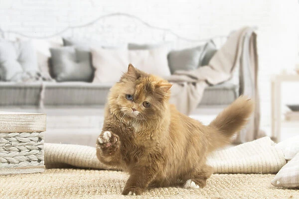 13132016. British longhair cat indoors Date