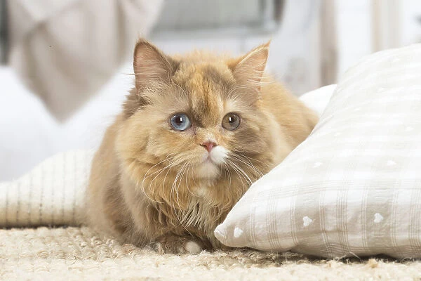 13132019. British longhair cat indoors Date