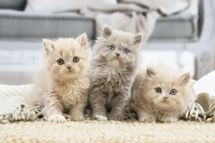 Framed Print : 13132020. British longhair kittens indoors Date Framed Print : 13132020. British longhair kittens indoors Date