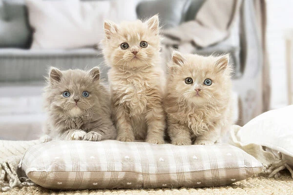 13132022. British longhair kittens indoors Date