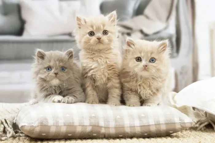 Framed Print : 13132022. British longhair kittens indoors Date Framed Print : 13132022. British longhair kittens indoors Date