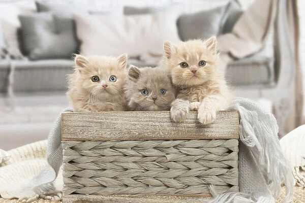 13132023. British longhair kittens indoors Date