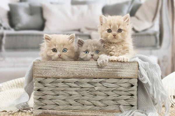 13132024. British longhair kittens indoors Date