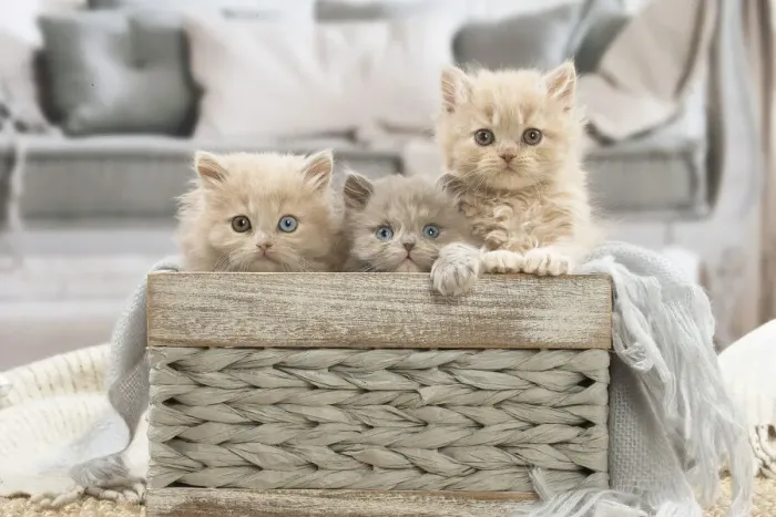 Framed Print : 13132024. British longhair kittens indoors Date Framed Print : 13132024. British longhair kittens indoors Date