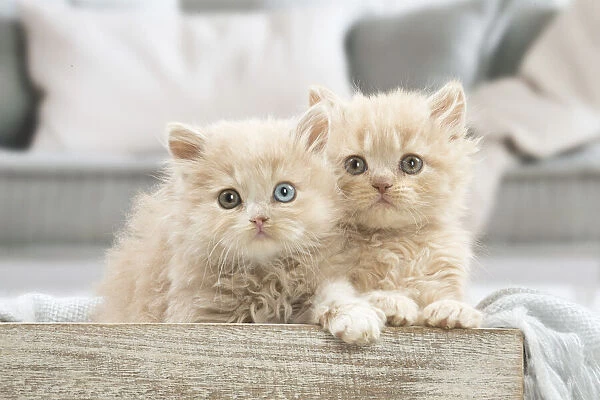 13132025. British longhair kittens indoors Date