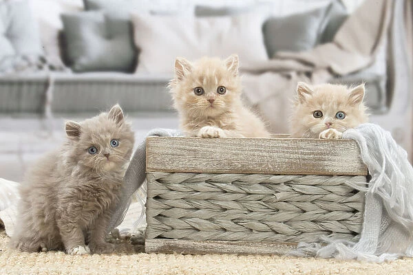 13132026. British longhair kittens indoors Date