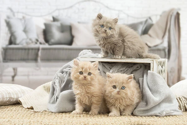 13132027. British longhair kittens indoors Date