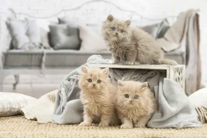 Framed Print : 13132027. British longhair kittens indoors Date Framed Print : 13132027. British longhair kittens indoors Date