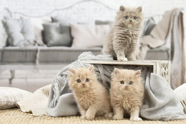 13132028. British longhair kittens indoors Date