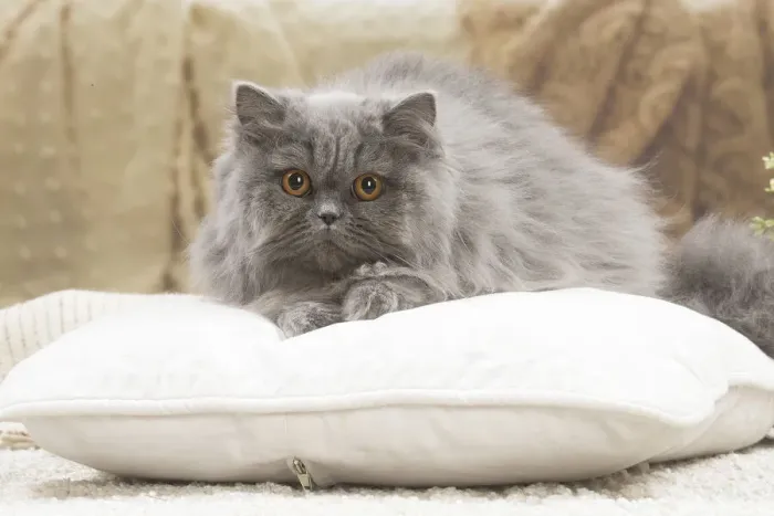 Framed Print : 13132036. British longhair cat indoors Date Framed Print : 13132036. British longhair cat indoors Date