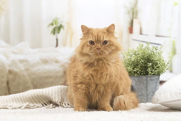 13132037. British longhair cat indoors Date