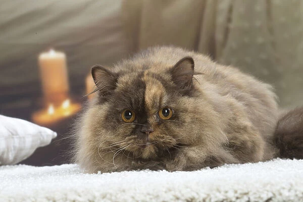 13132041. British longhair cat indoors Date