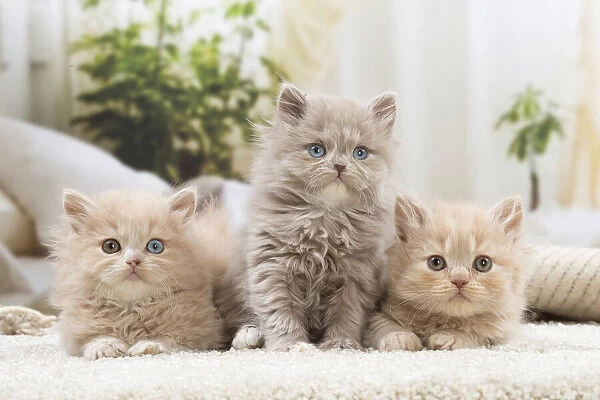 13132043. British longhair kittens indoors Date