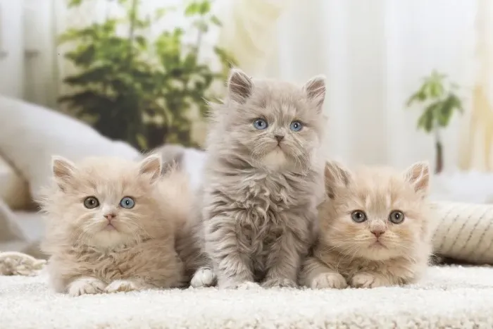 Framed Print : 13132043. British longhair kittens indoors Date
