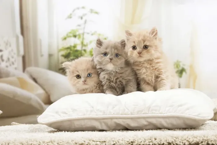 Framed Print : 13132044. British longhair kittens indoors Date Framed Print : 13132044. British longhair kittens indoors Date