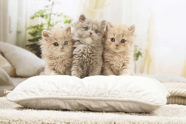 13132045. British longhair kittens indoors Date