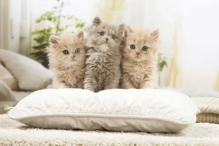 Framed Print : 13132045. British longhair kittens indoors Date
