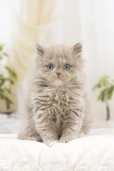 13132046. British longhair kitten indoors Date