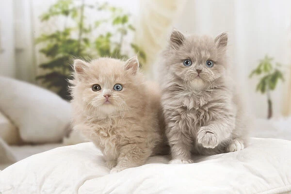 13132048. British longhair kittens indoors Date