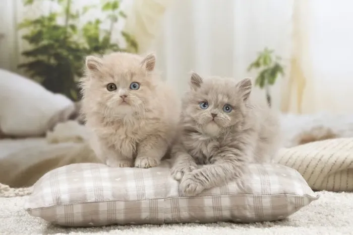 Framed Print : 13132049. British longhair kittens indoors Date Framed Print : 13132049. British longhair kittens indoors Date