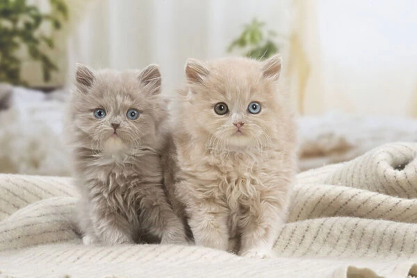 13132050. British longhair kittens indoors Date