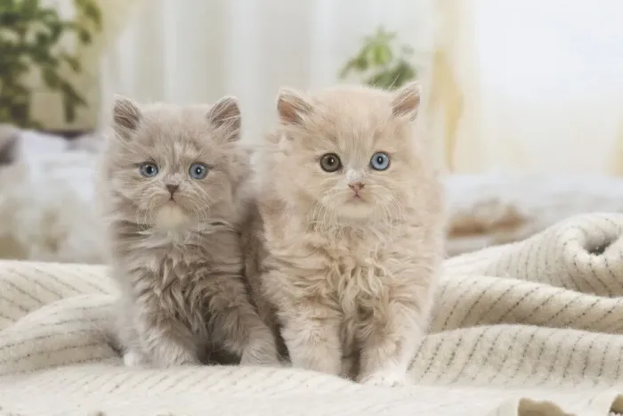 Framed Print : 13132050. British longhair kittens indoors Date Framed Print : 13132050. British longhair kittens indoors Date