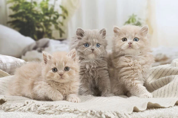 13132051. British longhair kittens indoors Date
