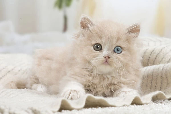 13132052. British longhair kitten indoors Date