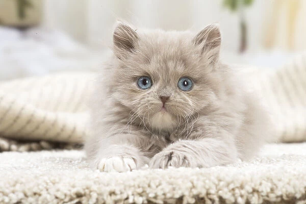 13132053. British longhair kitten indoors Date