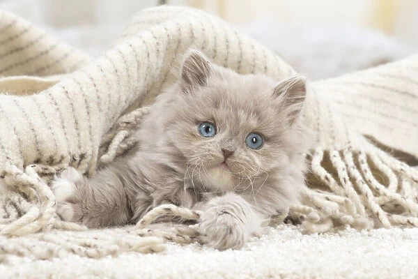 13132054. British longhair kitten indoors Date