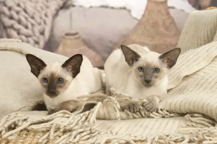 Framed Print : 13132064. Siamese cats indoors Date Framed Print : 13132064. Siamese cats indoors Date